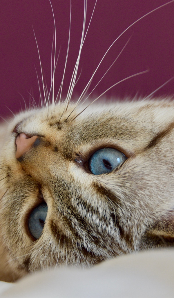 Красивая голубоглазая кошка лежит на кровати