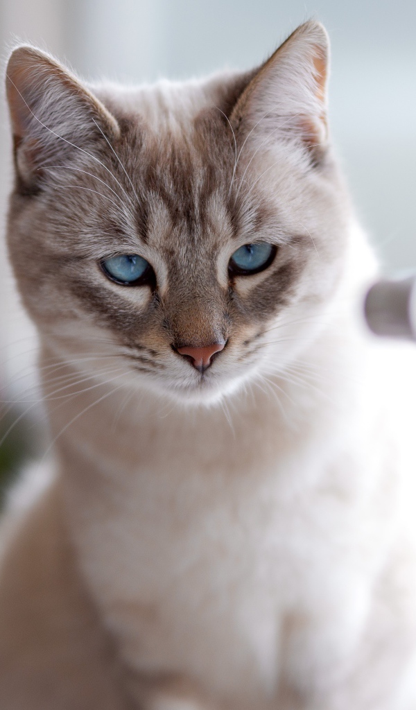 Красивый голубоглазый породистый кот у окна