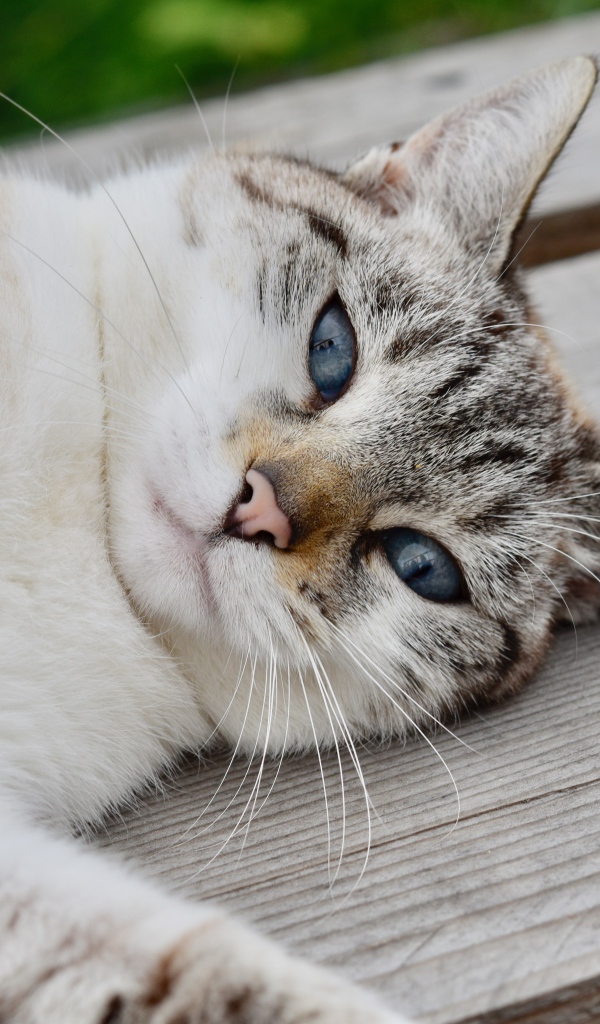 Красивая голубоглазая породистая кошка лежит на лавке 