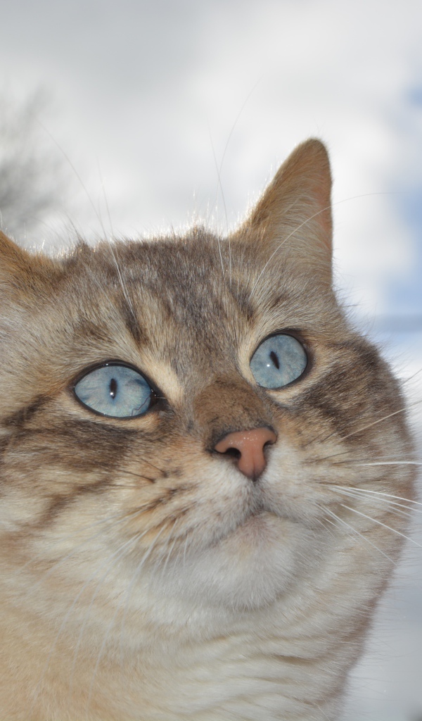 Красивые голубые глаза у кошки