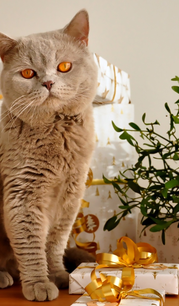 Красивый британский кот с подарками на новый год 