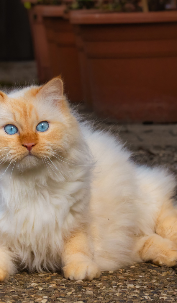 Красивый пушистый голубоглазый рыжий кот