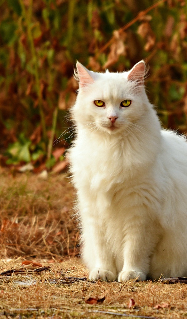 Красивый пушистый белый кот с желтыми глазами