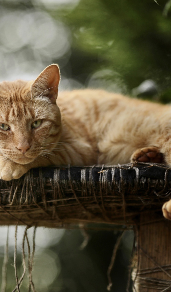 Красивый рыжий кот на лежанке 