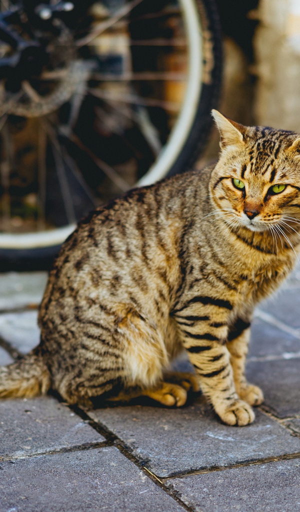 Красивый серый кот сидит у стены велосипедом 