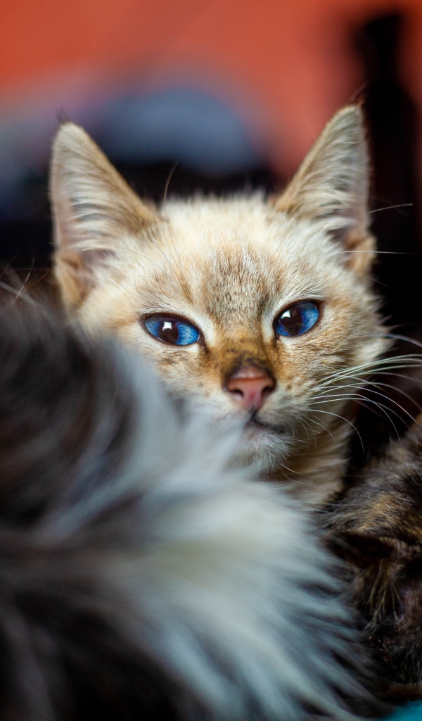 Красивые котята лежат на кровати 