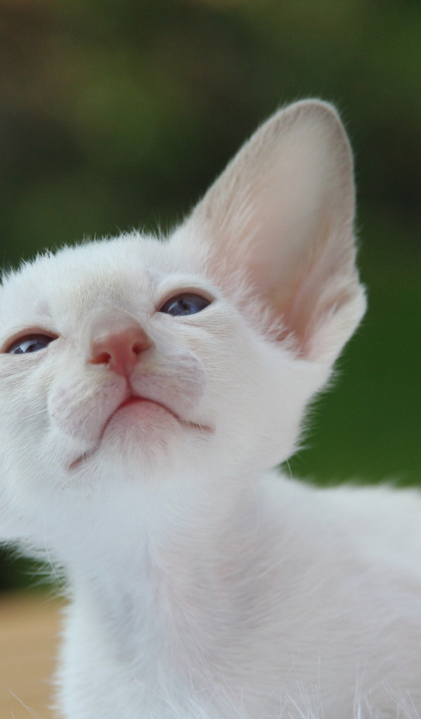 Красивый маленький белый котенок ориентал