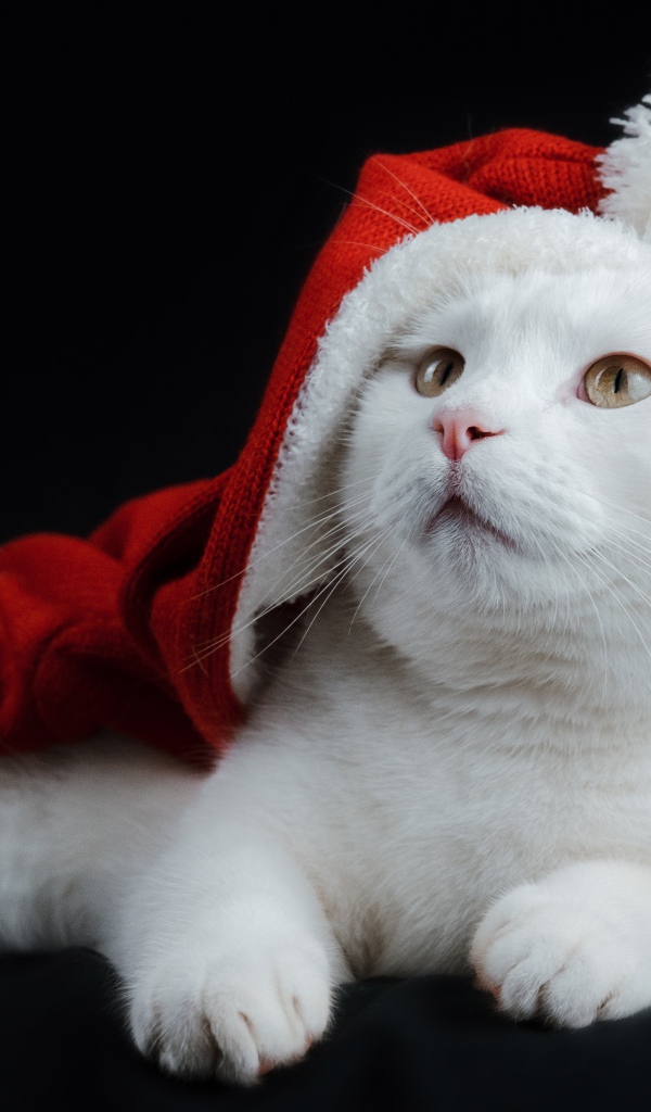 Красивый белый кот в красной новогодней шапке на черном фоне