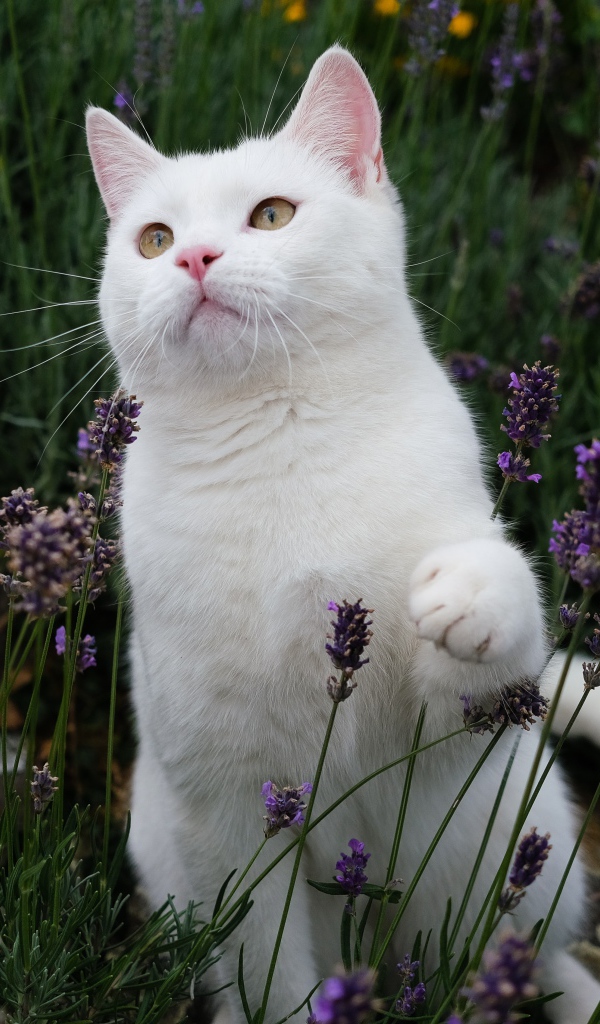 Красивый белый кот сидит в цветах лаванды