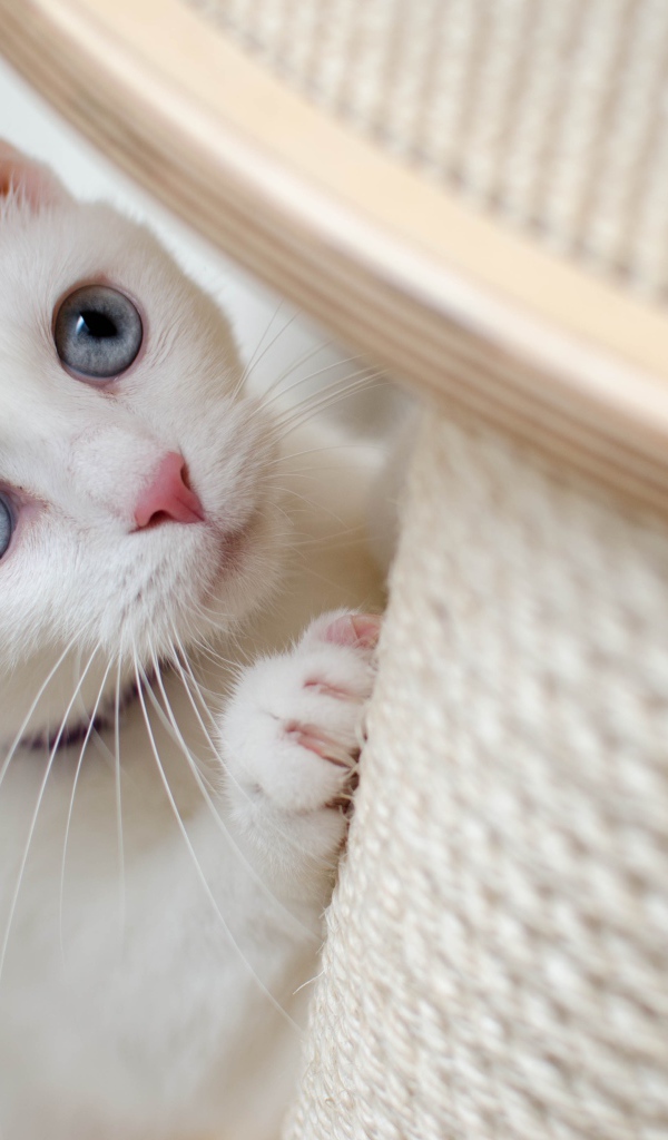 Красивая белая кошка с голубыми глазами
