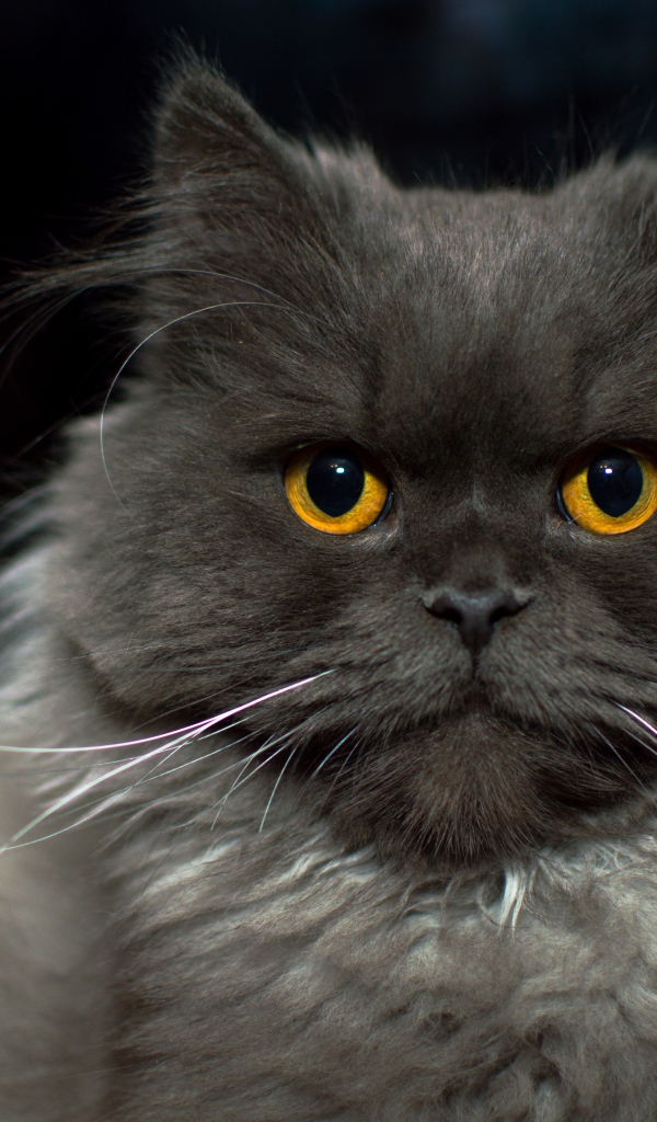 Большой пушистый породистый кот с желтыми глазами 