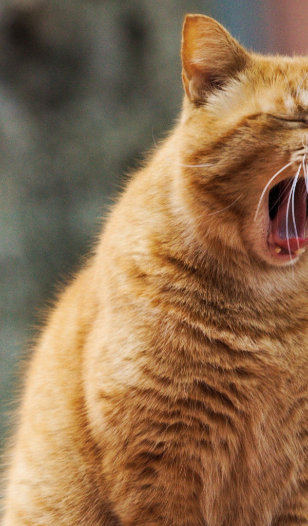 Большой рыжий кот зевает