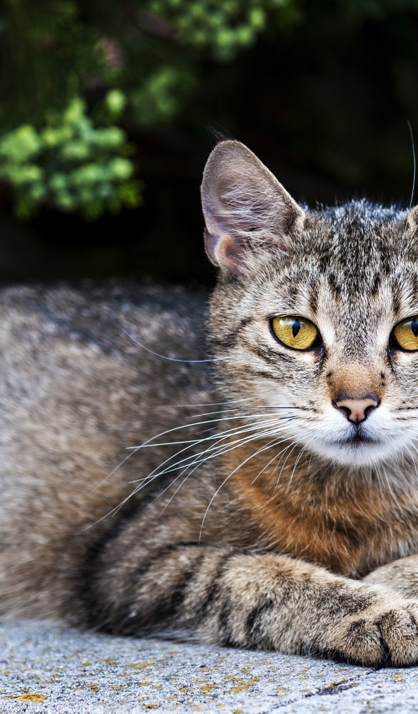 Большой серый кот с желтыми глазами лежит на камне