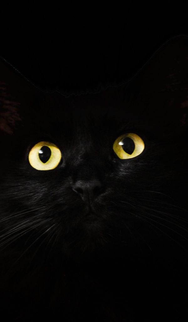 Большие желтые глаза кошки на черном фоне