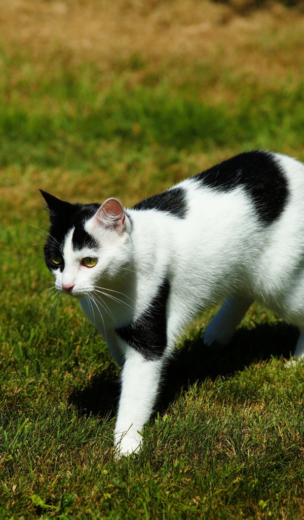 Черно-белая кошка идет по зеленой траве 