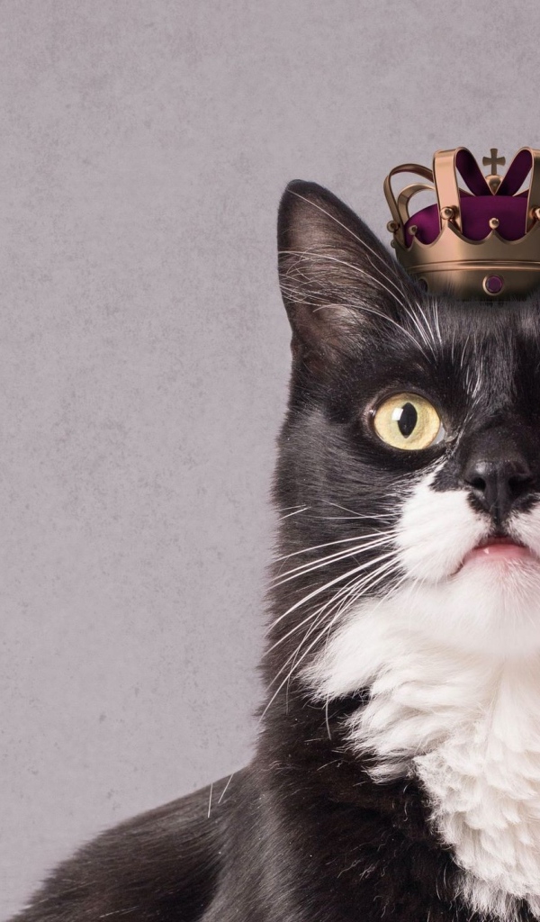 Black and white cat with a crown on his head on a gray background