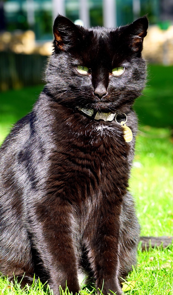 Черный красивый кот сидит на зеленой траве