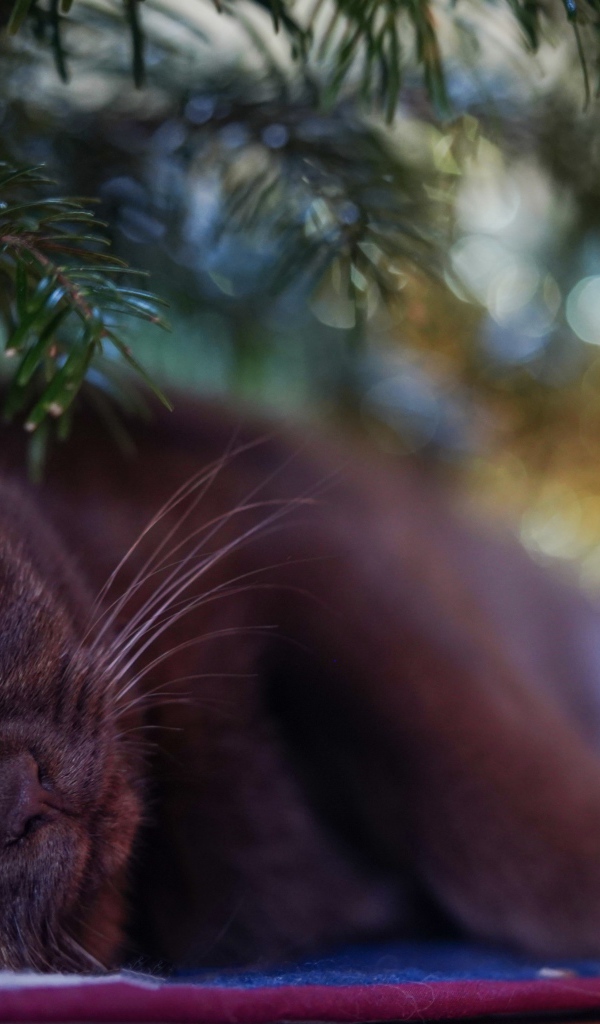 Black thoroughbred British cat under the spruce