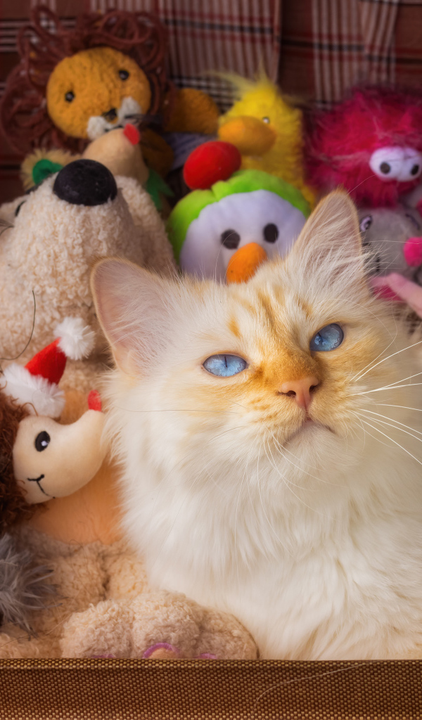 Голубоглазый кот в чемодане с игрушками 