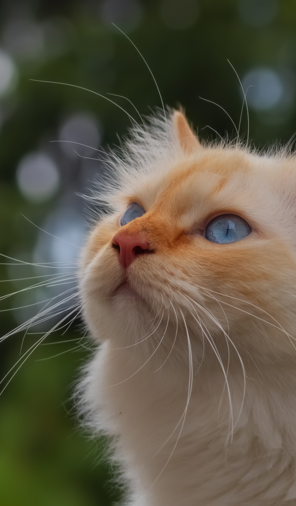 Голубоглазая рыжая кошка с длинными усами