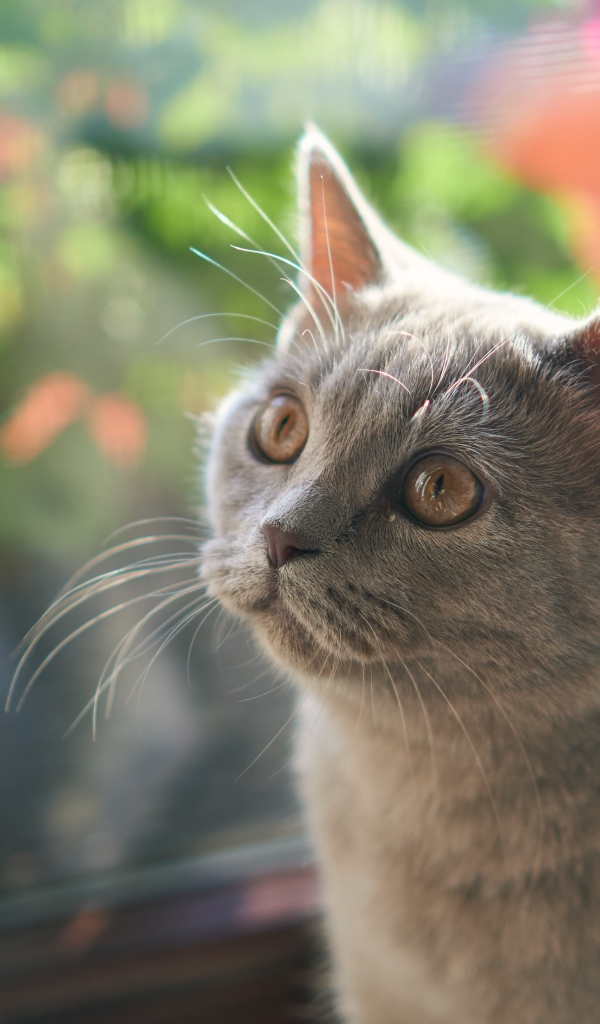 Британский котенок смотрит на игрушку