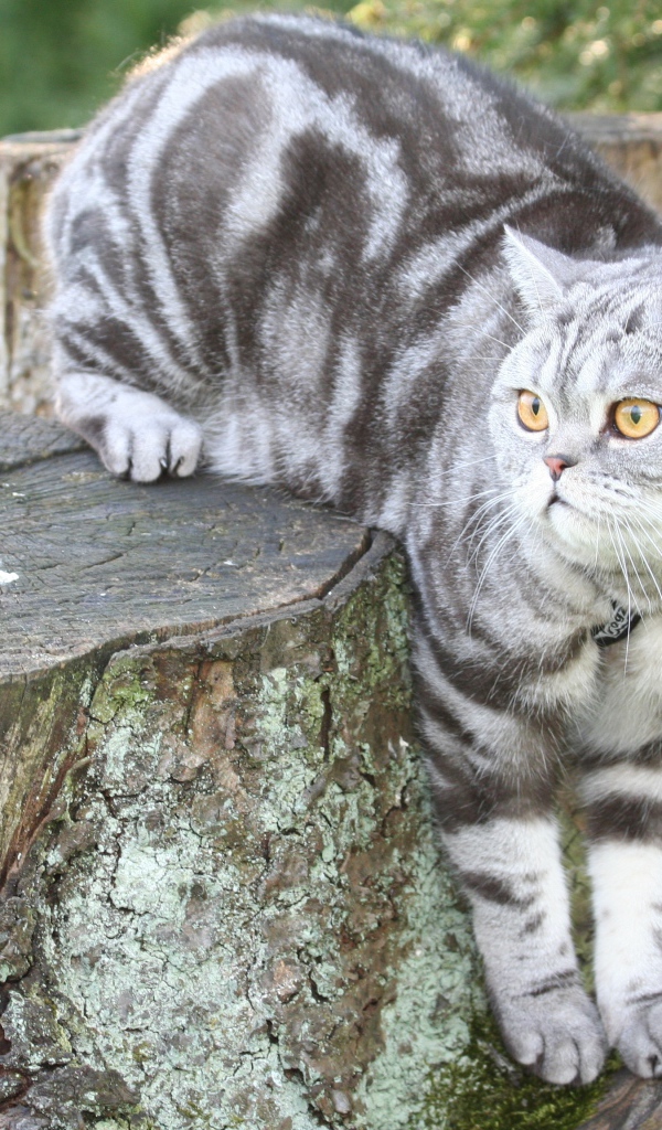Полосатый британский кот сидит на пне 