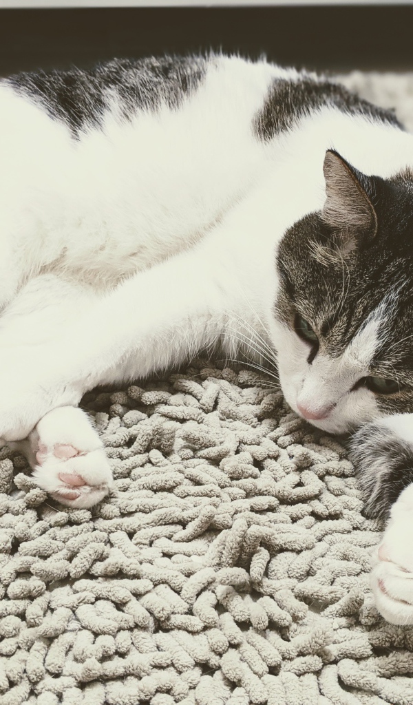 Домашняя кошка лежит на покрывале