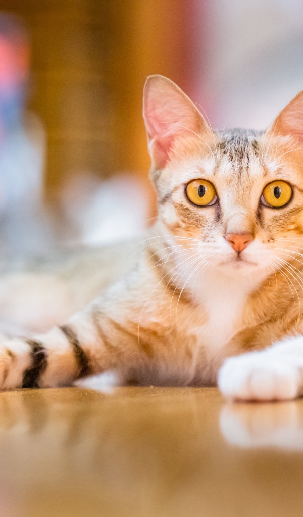 Домашняя кошка с желтыми глазами лежит на полу