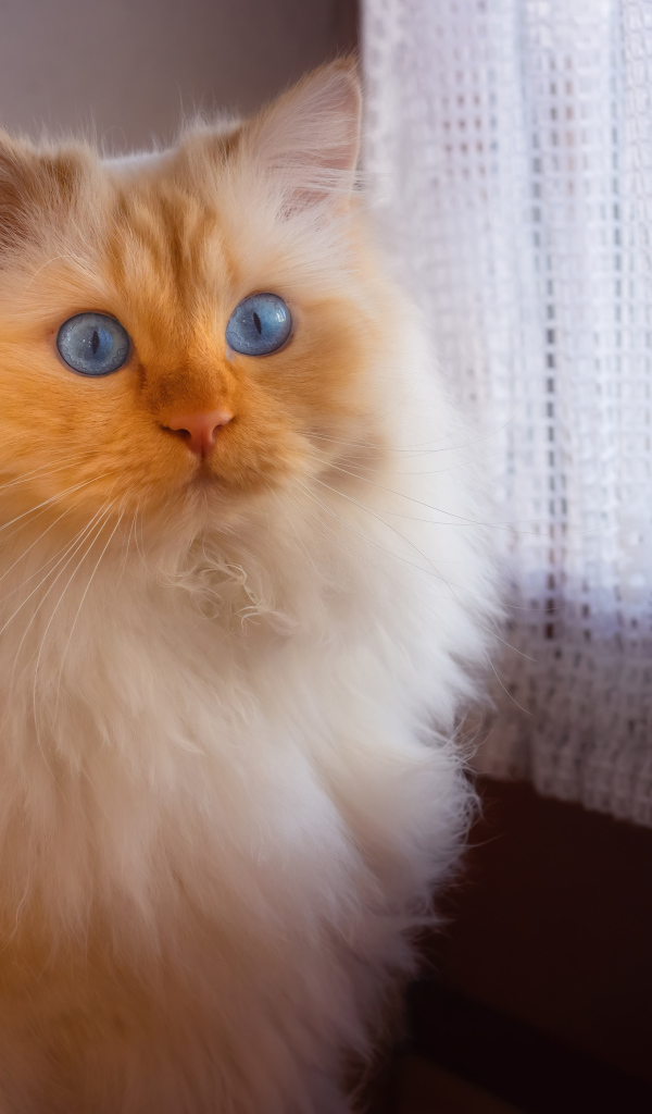 Пушистая голубоглазая кошка сидит у окна 