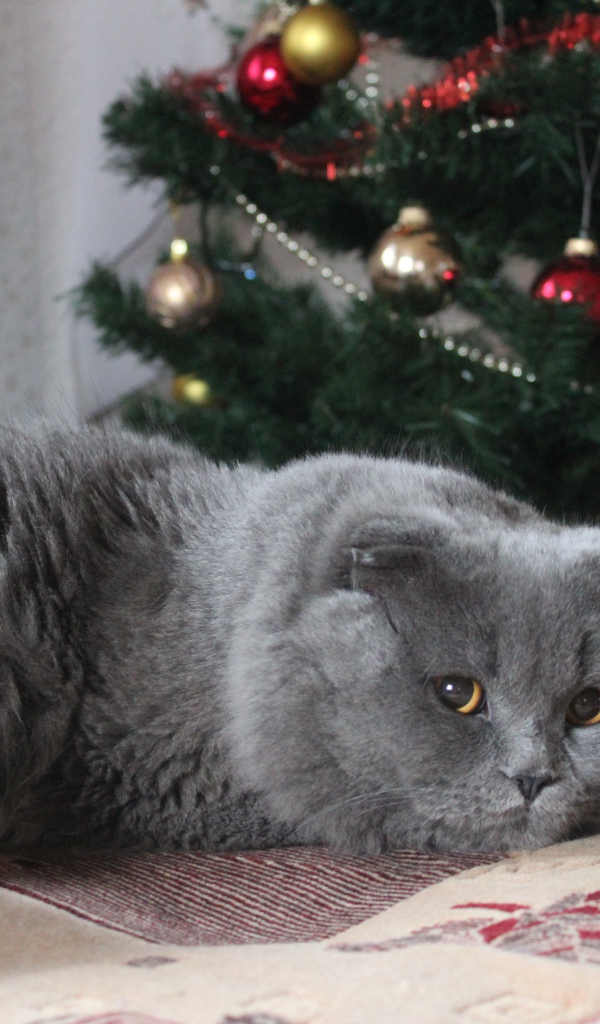 Пушистый британский кот под елкой на новый год 