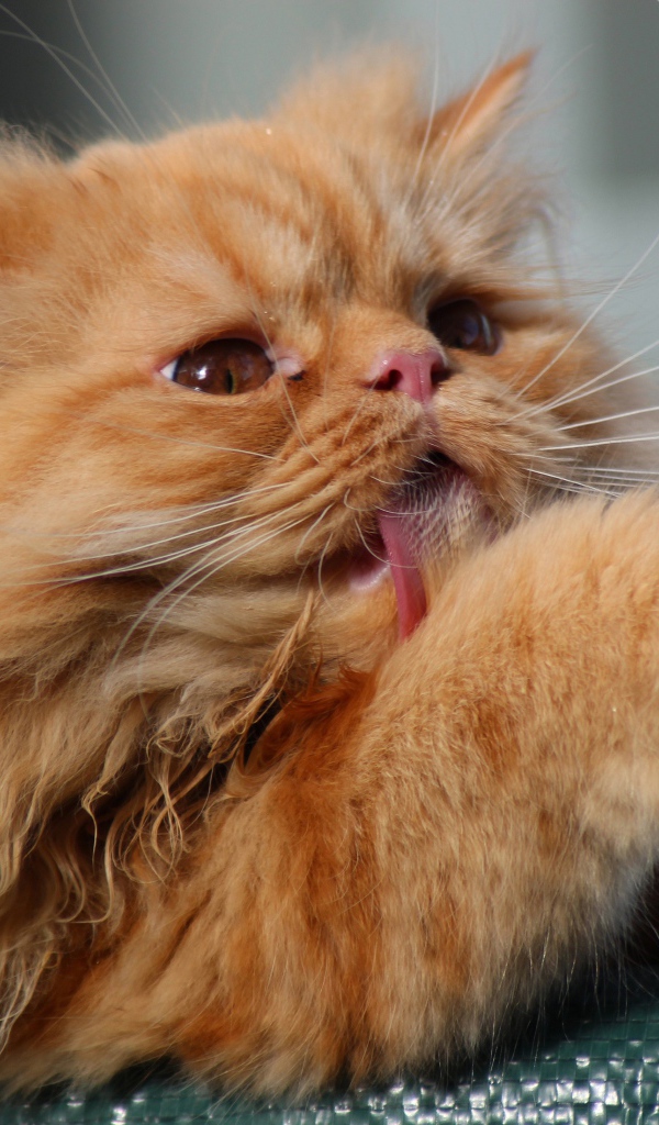 Пушистый рыжий кот облизывает лапу