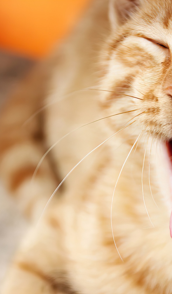 Забавный зевающий рыжий кот с высунутым языком