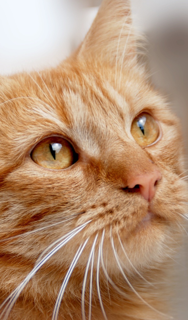 Рыжий кот с оранжевыми глазами 