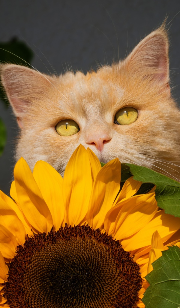 Рыжий кот с цветком подсолнуха на сером фоне 