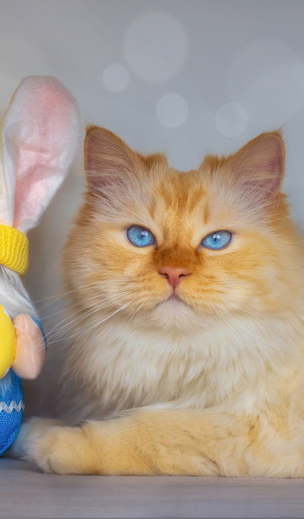 Рыжий кот с игрушечным гномом 