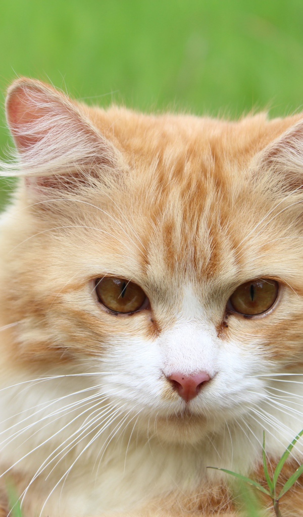 Рыжий чистый кот лежит на траве