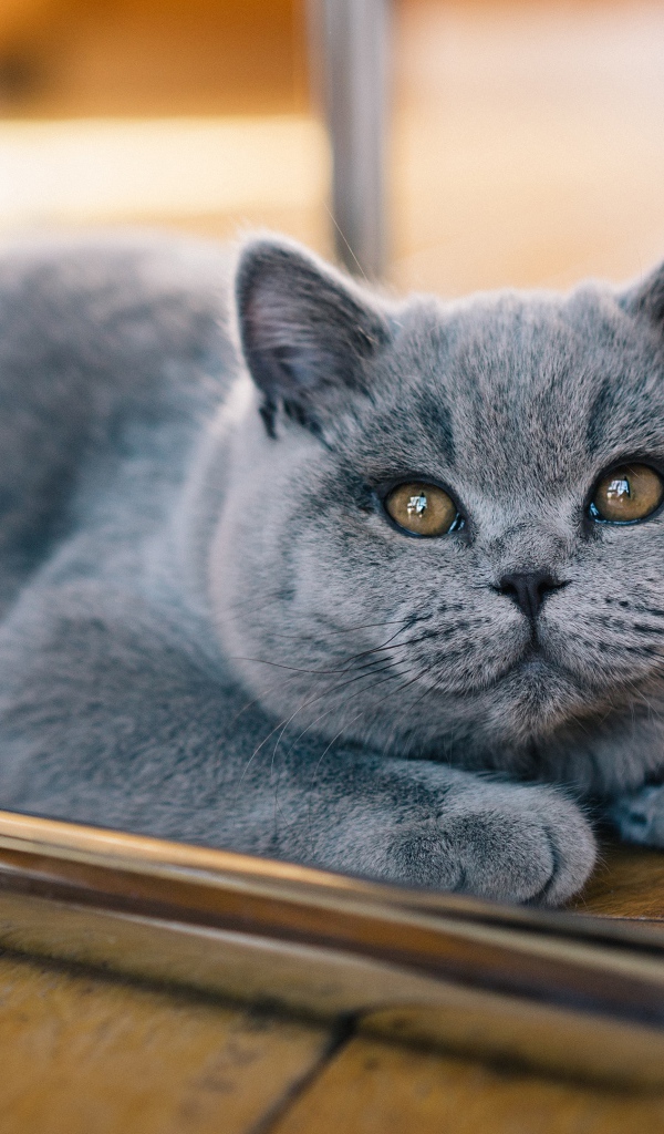 Серый британский котенок лежит на полу 