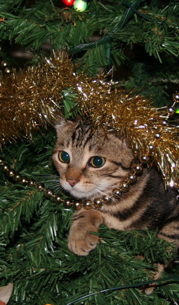 Серый кот прячется в еловых ветках на новый год 