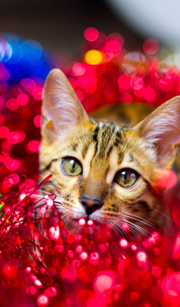 Серый кот прячется в красной мишуре