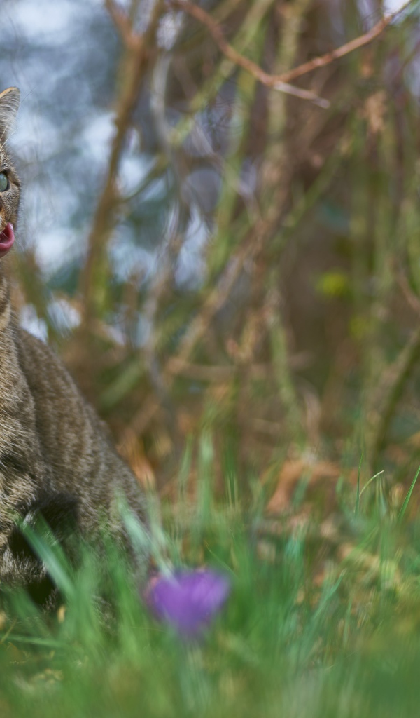 Серый кот сидит в зеленой траве 