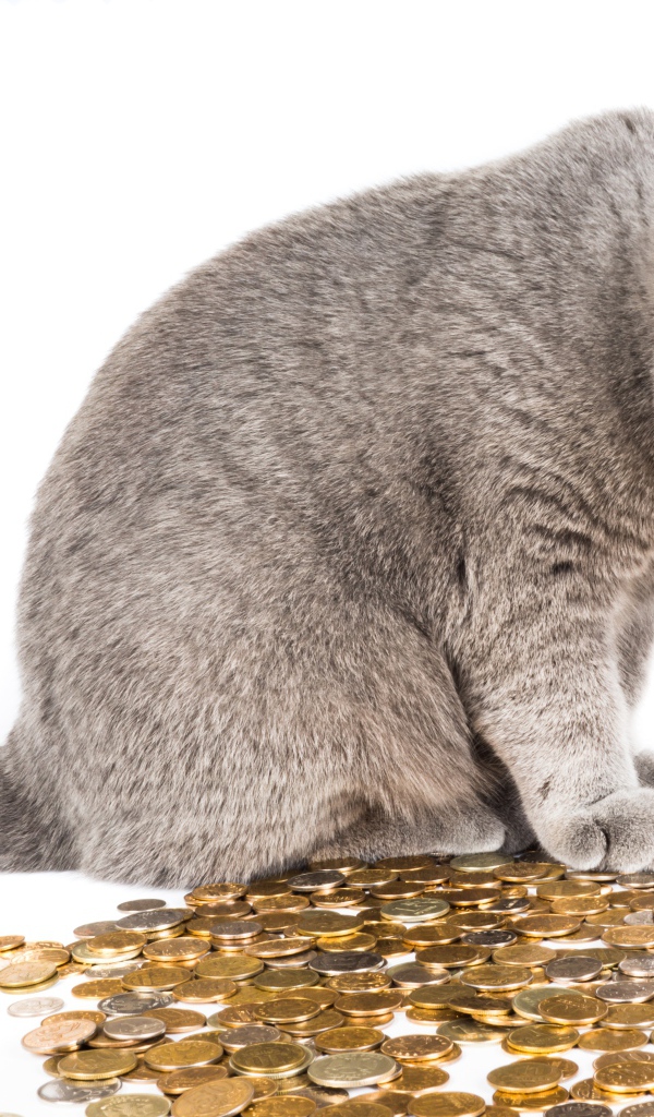 Серый кот с монетами на белом фоне