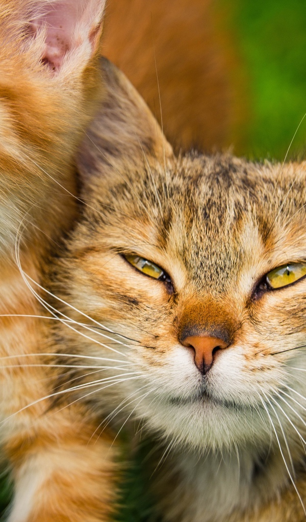 Серая кошка с рыжим котенком