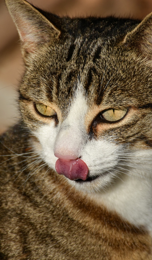 Серый кот с высунутым языком 