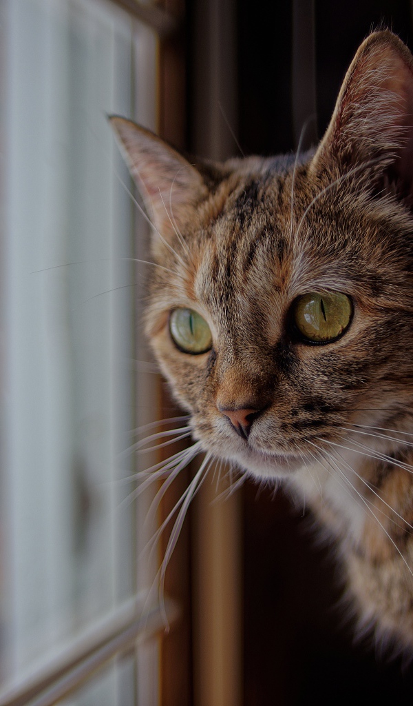 Серый домашний кот смотрит в окно