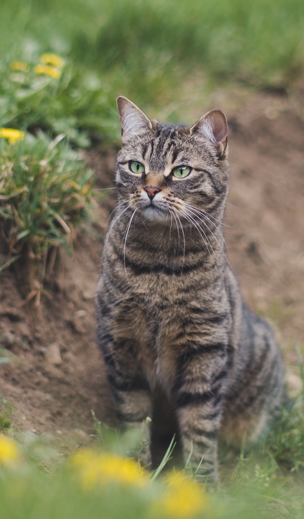 Серый полосатый кот охотится в зеленой траве 