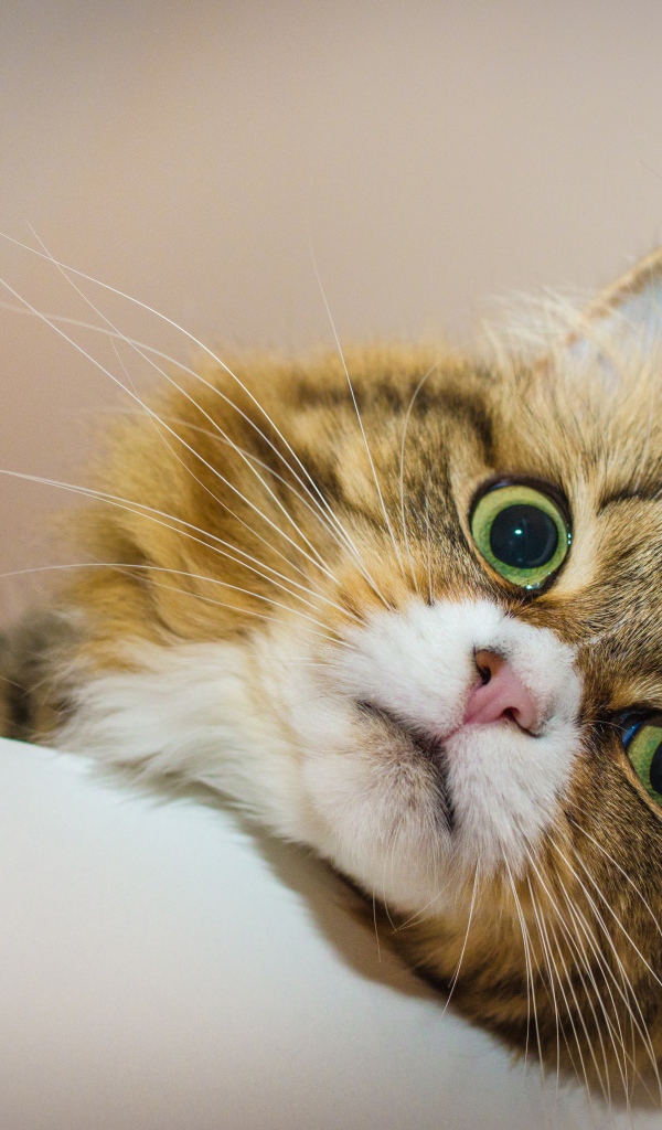 Зеленоглазый пушистый кот лежит на кровати