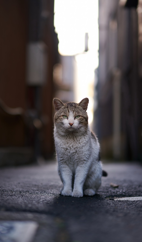 Бездомный кот сидит на улице