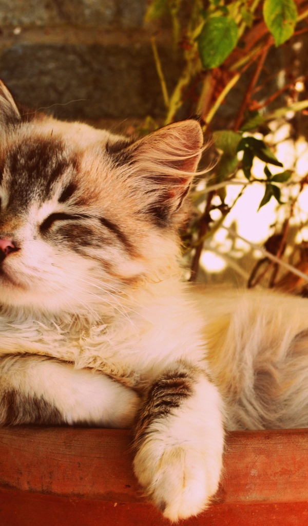 Котенок спит в горшке с цветком