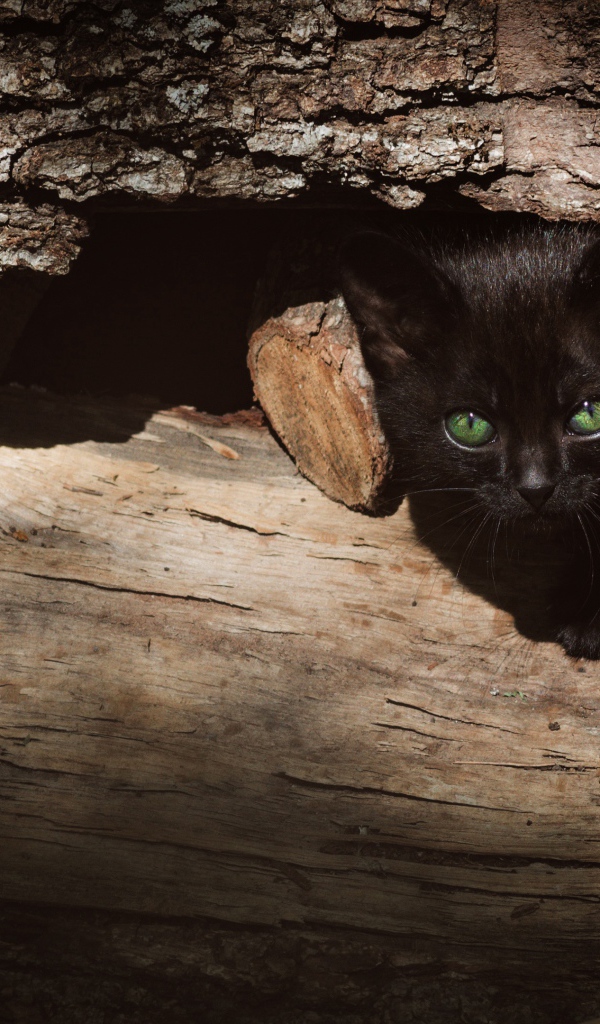 Маленький черный котенок прячется в дровах 
