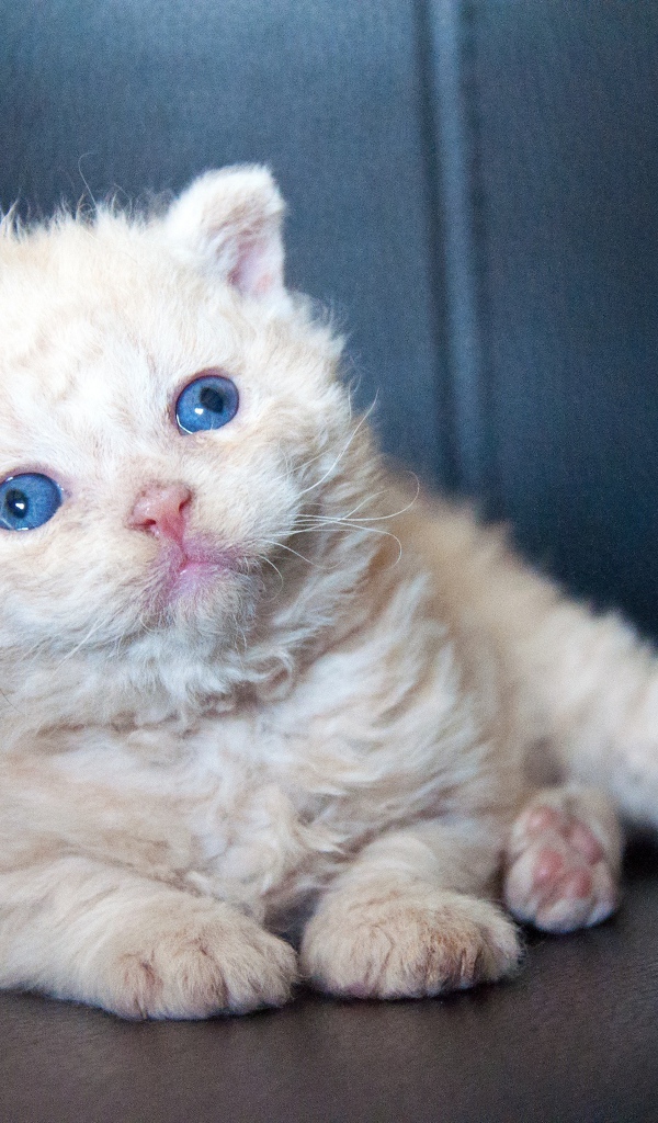 Маленький голубоглазый котенок лежит на черном диване